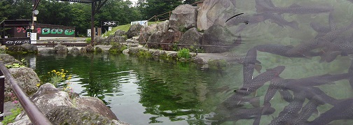 那須渓流パークの釣り堀の様子