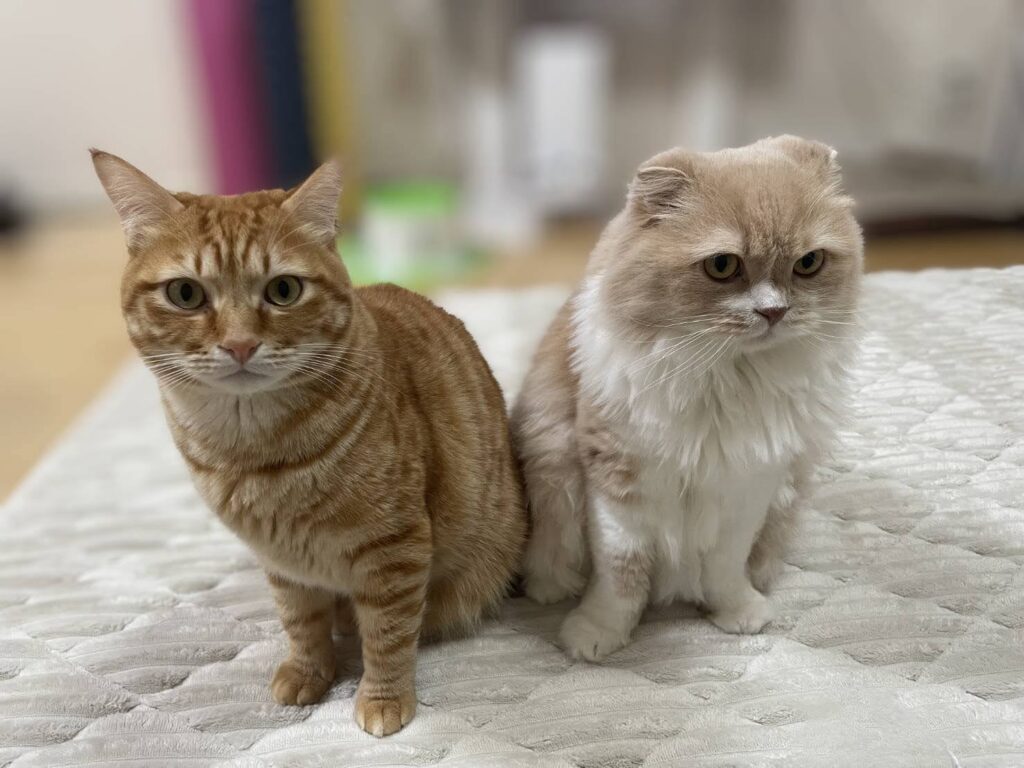 我が家のニャンズ