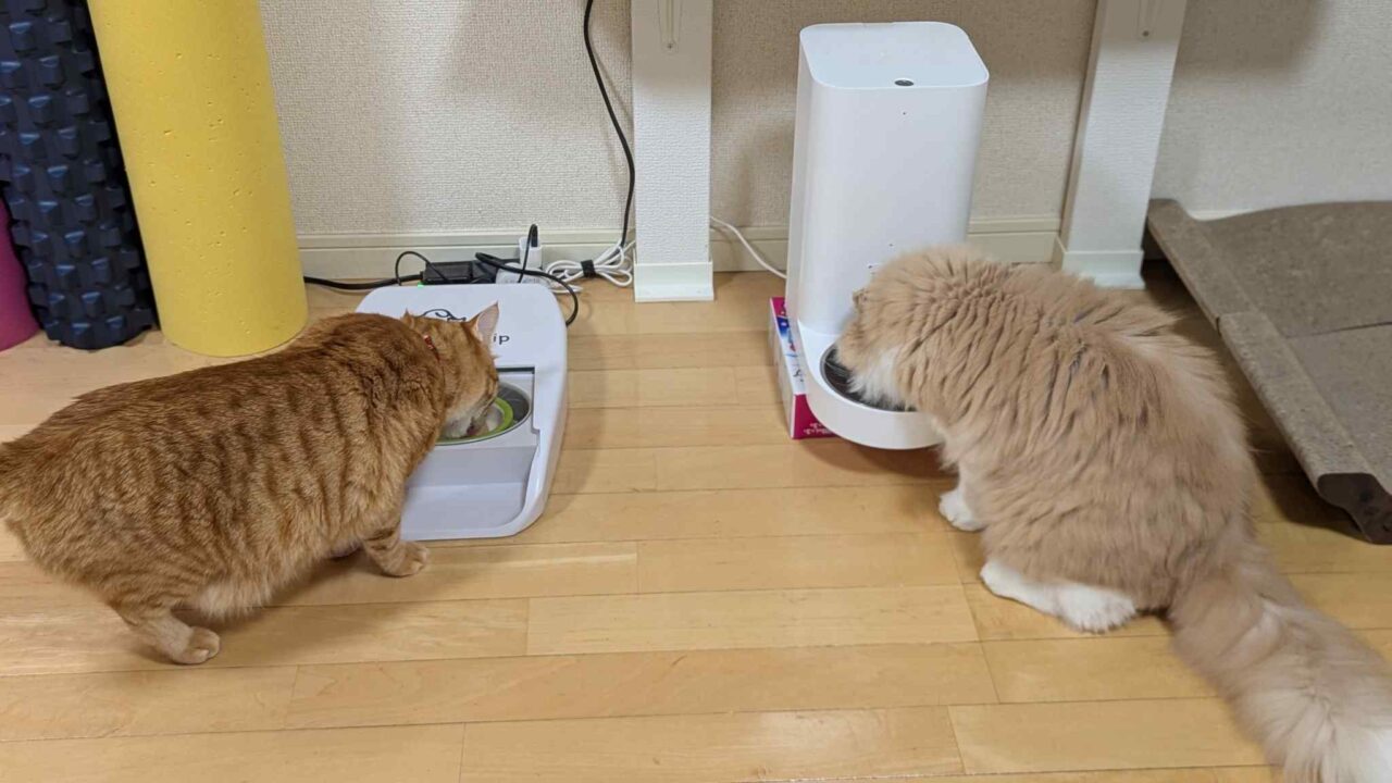 猫2匹が仲良く食事中